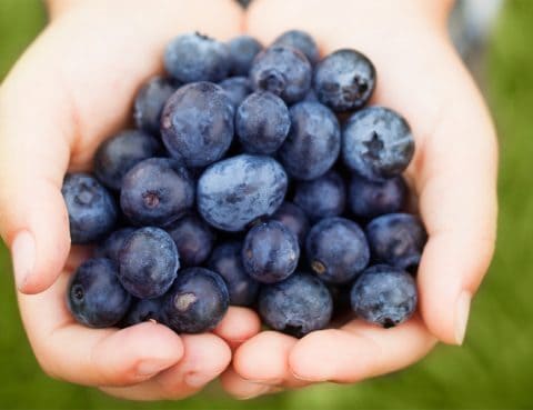 manfaat blueberry