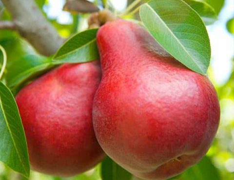 Manfaat Buah Pir Merah