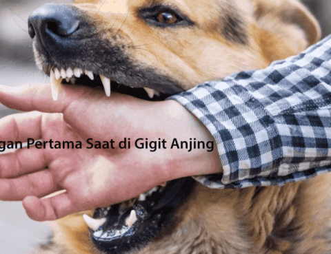 Pertolongan Pertama Saat di Gigit Anjing