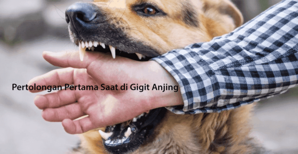 Pertolongan Pertama Saat di Gigit Anjing